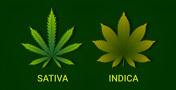 Sativa and Indica Explained: What Sets These Cannabis Strains Apart?