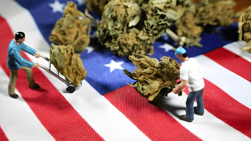 The Booming Cannabis Industry Jobs: Your Guide to a Career in 2024