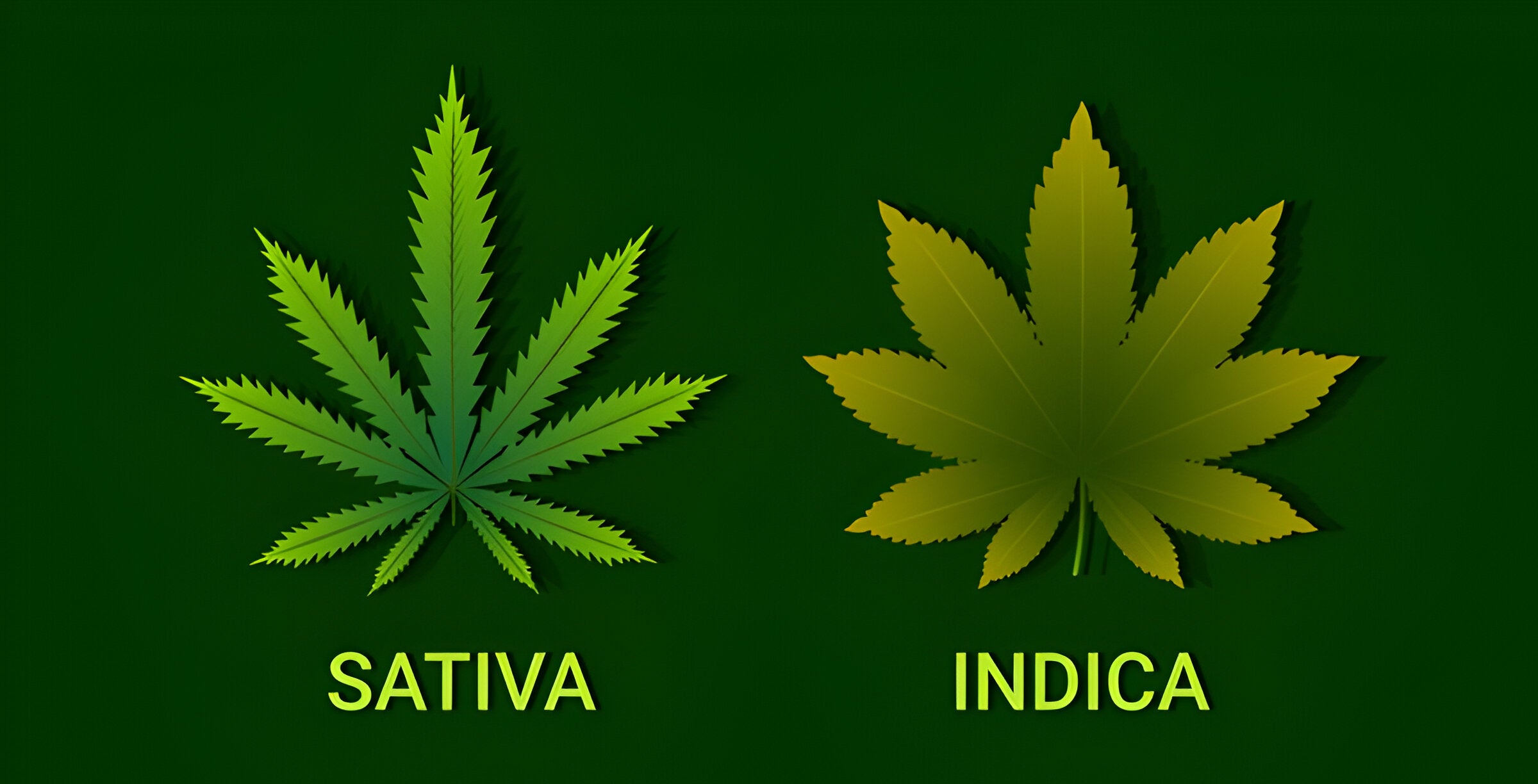 Sativa and Indica Explained: What Sets These Cannabis Strains Apart?